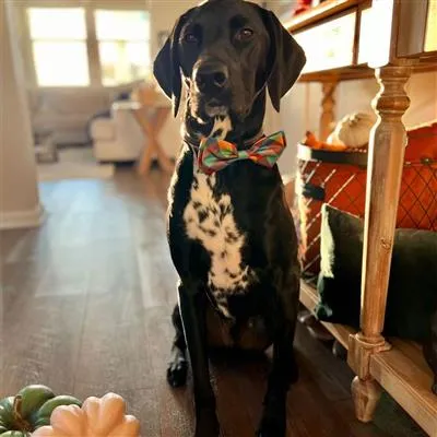 Fall Check Bow Tie