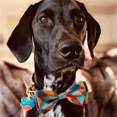 Fall Check Bow Tie